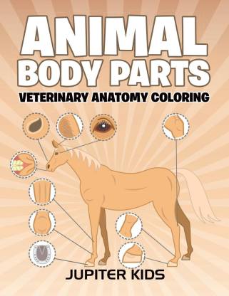 Animal Body Parts: Buy Animal Body Parts by Jupiter Kids at Low Price in  India 