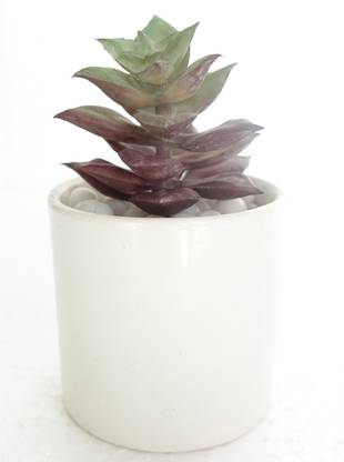 Pebble Concepts Artificial succulent in ceramic planter Bonsai Wild Artificial Plant  with Pot