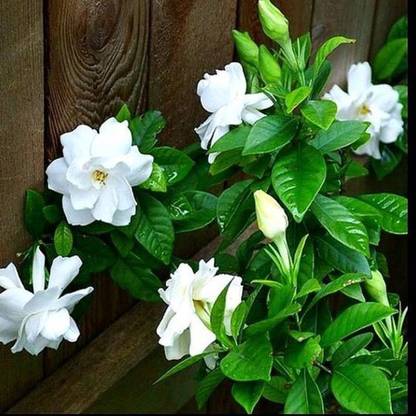 Vamsha Nature Care Jasmine Plant Price In India Buy Vamsha Nature Care Jasmine Plant Online At Flipkart Com