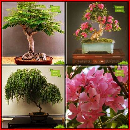 Ohhsome Seeds And Plants Combo Bonsai Suitable Flame Tree Lagerstroemia Speciosa Yellow Flametree Nerium Indicum Tree Seeds Terrace Gardening Seed Price In India Buy Ohhsome Seeds And Plants Combo Bonsai