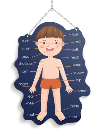 100yellow Wooden Educational Body Parts Name Name Plate Price In India Buy 100yellow Wooden Educational Body Parts Name Name Plate Online At Flipkart Com