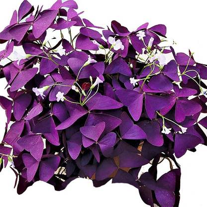 Nema Oxalis Wood Sorrel Flower Seeds Deep Purple 1 Pcs Seed Price In India Buy Nema Oxalis Wood Sorrel Flower Seeds Deep Purple 1 Pcs Seed Online At Flipkart Com