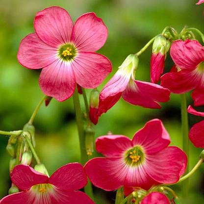 Nema Oxalis Wood Sorrel Flower Seeds Deep Pink 1 Pcs Seed Price In India Buy Nema Oxalis Wood Sorrel Flower Seeds Deep Pink 1 Pcs Seed Online At Flipkart Com Nema Oxalis Wood Sorrel Flower Seeds Deep Pink 1 Pcs Seed Price In India Buy Nema Oxalis Wood Sorrel Flower Seeds Deep Pink 1 Pcs Seed Online At Flipkart Com