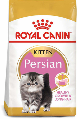 rc kitten persian