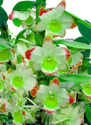 Nema Tri Colour Dendrobium Orchid Flower Seeds Purple White And Yellow 100pcs Seed Price In India Buy Nema Tri Colour Dendrobium Orchid Flower Seeds Purple White And Yellow 100pcs Seed Online