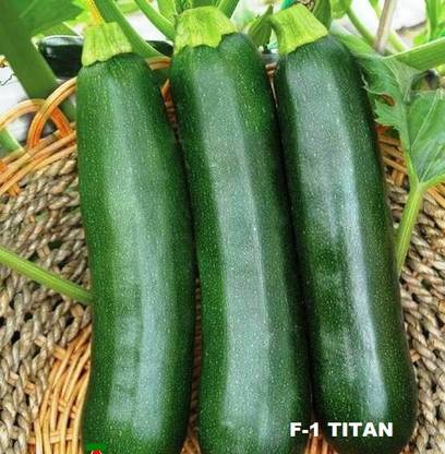 Urja Seeds Zucchini F 1 Titan Urja Agri Hybrid Seed Price In India Buy Urja Seeds Zucchini F 1 Titan Urja Agri Hybrid Seed Online At Flipkart Com