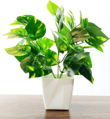 Bluebird Money Plant Bunch With Beautiful White Pot Artificial Plant With Pot Price In India Buy Bluebird Money Plant Bunch With Beautiful White Pot Artificial Plant With Pot Online At Flipkart Com