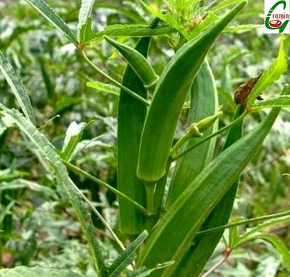 Floriculture Greens Seeds Plants Garden Okra Lady Finger Organic Vegetable F1 Hybrid Seeds Pack Seed Price In India Buy Floriculture Greens Seeds Plants Garden Okra Lady Finger Organic Vegetable F1 Hybrid