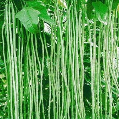 LushGreen Gardens Vegetable Seeds Crowder Pea Seeds - Cowpea (Vj) Seeds ...