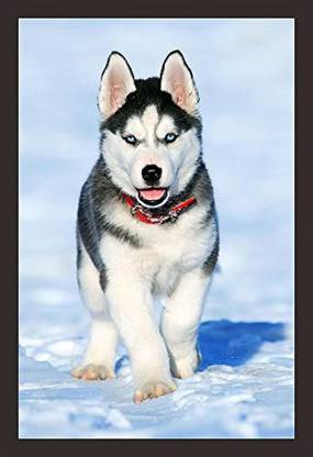 Mad Masters Gray and White-Coated Siberian Husky Standing in Snow. Framed  Painting (Wood, 18 inch x 12 inch, Textured UV Reprint)(Mad R1 1200) Oil 18  inch x 12 inch Painting Price in