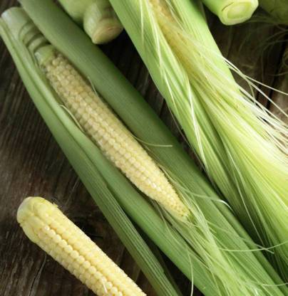 Sunshine Baby Corn Seeds Pack Of 50 Seeds Seed Price In India Buy Sunshine Baby Corn Seeds Pack Of 50 Seeds Seed Online At Flipkart Com