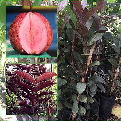 Trothic Gardens Thai Red Guava Plant Rare Red Bangkok Variety Special Taste Tropical Tree Plant Seed Price In India Buy Trothic Gardens Thai Red Guava Plant Rare Red Bangkok Variety Special