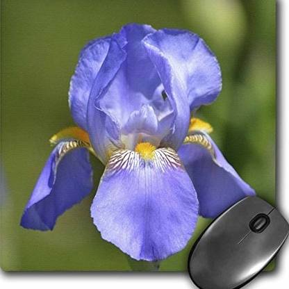 mouse in iris flower
