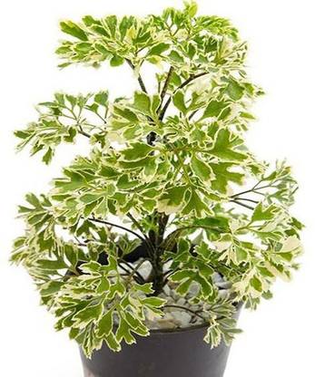 Vamsha Nature Care Aralia Plant Price In India Buy Vamsha Nature Care Aralia Plant Online At Flipkart Com
