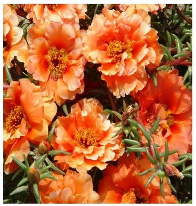 Modern Plant Portulaca Plant Price In India Buy Modern Plant Portulaca Plant Online At Flipkart Com Modern Plant Portulaca Plant Price In India Buy Modern Plant Portulaca Plant Online At Flipkart Com