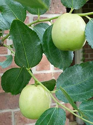 Trothic Gardens Hybrid Exotic Fruit Bare Apple Ziziphus Mauritiana Indian Jujube Plant 1 Healthy Layering Live Plant Seed Price In India Buy Trothic Gardens Hybrid Exotic Fruit Bare Apple Ziziphus Mauritiana