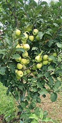 Trothic Gardens Exotic Fruit Bare Apple Ziziphus Mauritiana Indian Jujube Plant For Terrace Balcony Garden 1 Healthy Live Plant Seed Price In India Buy Trothic Gardens Exotic Fruit Bare Apple Ziziphus