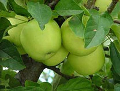 Trothic Gardens High Yield Hybrid Ziziphus Mauritiana Indian Jujube Bare Ber Apple Fruit Plant 1 Plant Seed Price In India Buy Trothic Gardens High Yield Hybrid Ziziphus Mauritiana Indian Jujube Bare Ber Trothic Gardens High Yield Hybrid Ziziphus Mauritiana Indian Jujube Bare Ber Apple Fruit Plant 1 Plant Seed Price In India Buy Trothic Gardens High Yield Hybrid Ziziphus Mauritiana Indian Jujube Bare Ber