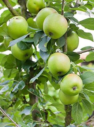Trothic Gardens Imported Bare Apple Ziziphus Mauritiana Indian Jujube Fruit Plant For Fresh Fruit Garden 1 Healthy Fruit Live Plant Seed Price In India Buy Trothic Gardens Imported Bare Apple Ziziphus Trothic Gardens Imported Bare Apple Ziziphus Mauritiana Indian Jujube Fruit Plant For Fresh Fruit Garden 1 Healthy Fruit Live Plant Seed Price In India Buy Trothic Gardens Imported Bare Apple Ziziphus