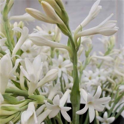 Shop 360 Garden Rajnighandha Or Tuberose Flower Bulbs White Seed Price In India Buy Shop 360 Garden Rajnighandha Or Tuberose Flower Bulbs White Seed Online At Flipkart Com