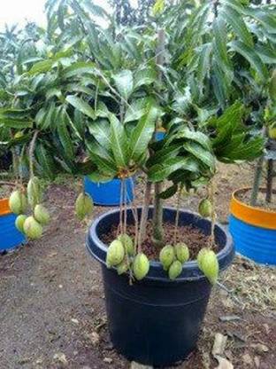 Trothic Gardens Rare Exotic Fruit Live Plant Bonsai Rare Dwarf Mango Tree 1 Live Plant Bearing Fruits In All Seasons 3 Feet Height Seed Price In India Buy