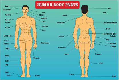Human Body Parts Name With Image Poster Vector Image Color Multicolor 12 18 Inch Hd Poster Paper Print Educational Quotes Motivation Maps Animation Cartoons Art Paintings Posters In India Buy