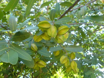 Koha Seeds. 15 Terminalia arjuna  Seeds Arjun Tree Seeds 