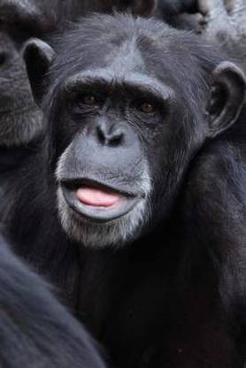 Funny Monkey Journal: Buy Funny Monkey Journal by Publications Dibiasio at Low Price in India Funny Monkey Journal: Buy Funny Monkey Journal by Publications Dibiasio at Low Price in India
