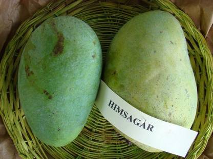 Trothic Gardens Live Dwarf Plant Mango Fruit Himsagar Khirsapati Himsagar Plant Fibre Free For Home Garden Plant 1 Healthy Live Plant Seed Price In India Buy Trothic Gardens Live Dwarf Plant Mango It is also one of the most expensive kinds of. trothic gardens live dwarf plant mango fruit himsagar khirsapati himsagar plant fibre free for home garden plant 1 healthy live plant seed