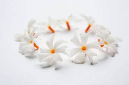 Renuka Seeds Night Flowering Jasmine Shiuli Flower 10 Seeds Pack Nyctanthes Parijat Seed Price In India Buy Renuka Seeds Night Flowering Jasmine Shiuli Flower 10 Seeds Pack Nyctanthes