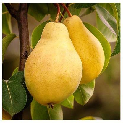 Timbactu Live Babugosha Pears Healthy Fruit Outdoor Plant With Pot Fruit Price In India Buy Timbactu Live Babugosha Pears Healthy Fruit Outdoor Plant With Pot Fruit Online At Flipkart Com Timbactu Live Babugosha Pears Healthy Fruit Outdoor Plant With Pot Fruit Price In India Buy Timbactu Live Babugosha Pears Healthy Fruit Outdoor Plant With Pot Fruit Online At Flipkart Com