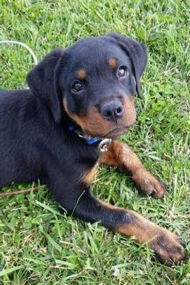 Buy So Cute Rottweiler Puppy Dog Pet Journal By Creations Cs At Low Price In India
