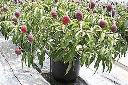 Trothic Mango Plant Price In India Buy Trothic Mango Plant Online At Flipkart Com