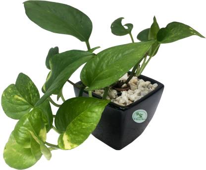 The Bonsai Plants Money Plant Price In India Buy The Bonsai Plants Money Plant Online At Flipkart Com