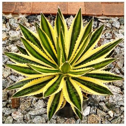 Modern Plant Live Agava Naector Green Yellow Agave Sweet Nectar Cinal Plants Outdoor With Pot Foliage In India Modern Plant Live Agava, Green Outdoor Plants