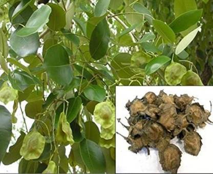 Shop 360 Garden Pterocarpus Santalinus Red Sandalwood Red Sanders Lal Chandan Raktachandan Red Sandal Tree Seeds For Growing Pack Of 10 Seeds Seed Price In India Shop 360 Garden Pterocarpus Santalinus Red Sandalwood Red Sanders Lal Chandan Raktachandan Red Sandal Tree Seeds For Growing Pack Of 10 Seeds Seed Price In India