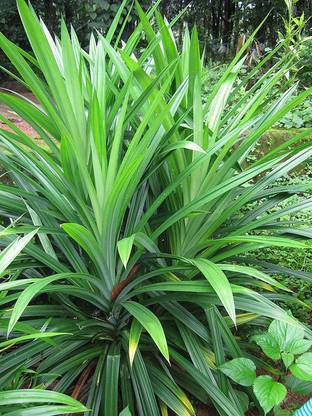 M Technologies Heart Leaf Oxycardium Plant Price In India Buy M Technologies Heart Leaf Oxycardium Plant Online At Flipkart Com