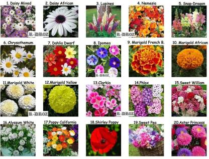 R Droz Combo Of Flowers Seeds 20 Different Types Of Flowers Seeds For Home Garden More Than 1000 Fresh Seeds Seed Price In India Buy R Droz Combo Of Flowers Seeds