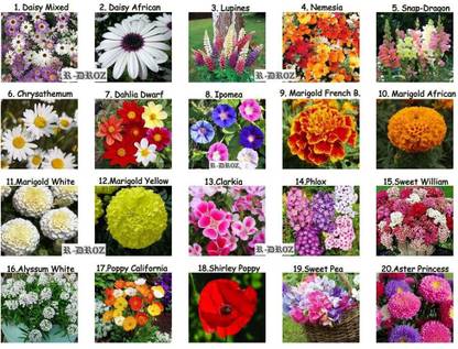 picture Types Of Garden Flowers In India r droz combo of flowers seeds 20 different types of flowers seeds for home garden more than 1000 fresh seeds seed