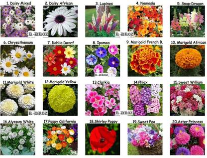 R-DRoz Combo of Flowers Seeds - 20 Different Types of Flowers Seeds for ...