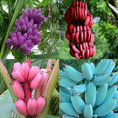 Bandaris Horticulture Rare Banana Purple Red Pink Blue Mix Musa Dwraf Plant Seed Price In India Buy Bandaris Horticulture Rare Banana Purple Red Pink Blue Mix Musa Dwraf Plant Seed Online At Flipkart Com