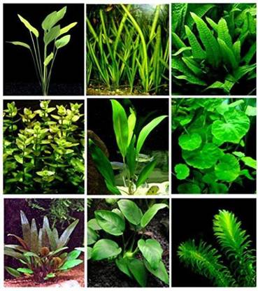 Bandaris Horticulture 45pcs Aquarium Rare Water Plants 9 Types Of Mix 100 Germination Gifts Imported From South America Seed Price In India Buy Bandaris Horticulture 45pcs Aquarium Rare Water Plants 9 Types