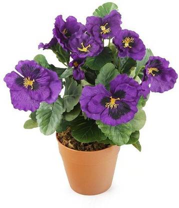 Modern Plant Pansy Plant Price In India Buy Modern Plant Pansy Plant Online At Flipkart Com
