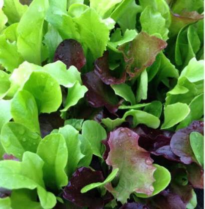 New Geeta Store geeta brand lettuce vegetable hybrid fress seeds Seed