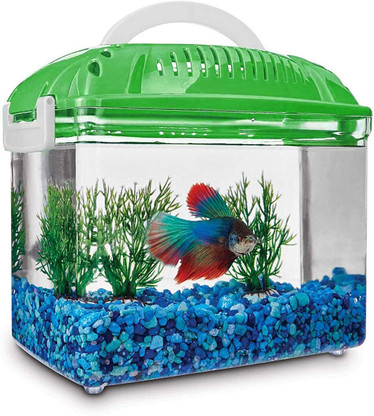 aquarium fish shopping online