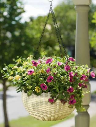 Antier Plastic Hanging Pots For Plants And Flowers For Garden Balcony Decor Pack Of Beige Plant Container Set Price In India Buy Antier Plastic Hanging Pots For Plants And Flowers Source From flipkart.com Image Size Width 416 x Height 313 Antier Plastic Hanging Pots For Plants And Flowers For Garden Balcony Decor Pack Of Beige Plant Container Set Price In India Buy Antier Plastic Hanging Pots For Plants And Flowers - Hanging Plants For Balcony Online