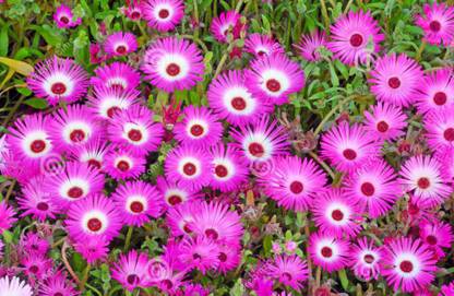 Droz Seeds Ice Plant Flowers Mesembryanthemum Stone Plants Multi Colours Flowers High Germination Seeds Pack Of 100 Seeds Premium Quality Droz Seed Price In India Buy Droz Seeds Ice Plant