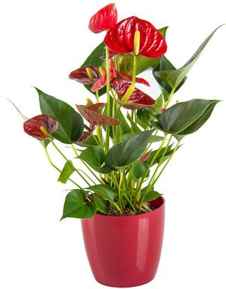 Adopt Plants Anthurium Plant Price In India Buy Adopt Plants Anthurium Plant Online At Flipkart Com