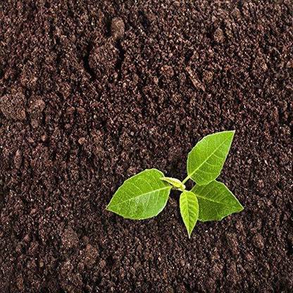 Dream mall Tori Seed Seed