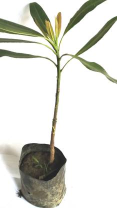 wallpapers Ek Mukhi Rudraksha Tree In India shiv shakti group heart leaf oxycardium